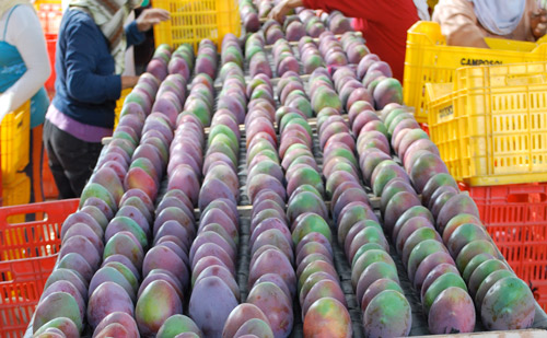 Image: mangos lined up and ready to be placed in containers to be moved