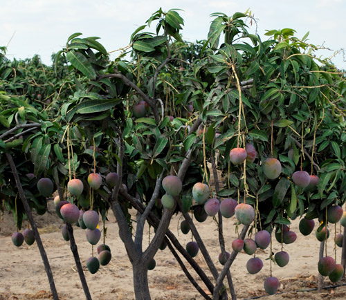 Image: mangos hanging off a tree