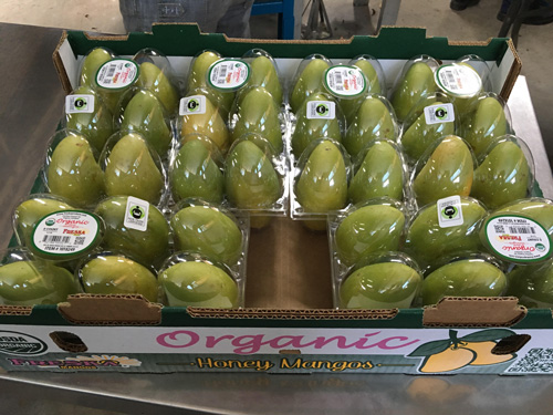Image: organic mangos packaged together in a box