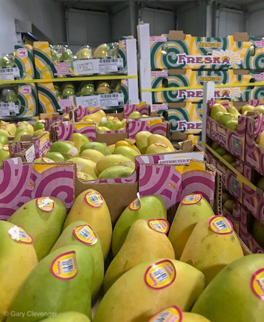 Image: multiple boxes full of mangos packaged together