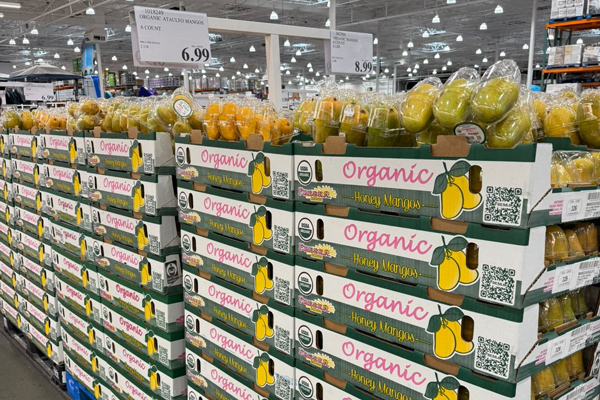 Starting in late November 2025, Freska Produce International will begin shipping Kent mangos from Peru, one of the most consumer-preferred varieties for sweetness, smooth texture, and great color