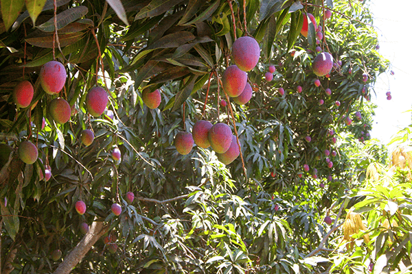 Sweet, vibrant, and irresistibly versatile, premium mangos aren’t just a fruit—they’re an opportunity to drive sales and customer loyalty