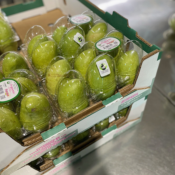 Freska Produce International has begun to harvest and pack Ataulfo “Honey” Mango varieties in Chiapas and Oaxaca, Mexico, for the Mexican mango season