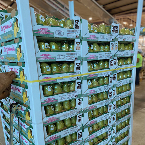 This year’s crops look to be nice and plentiful, with Red Mango Tommy Akins variety beginning harvest in about two to three weeks