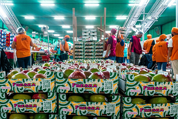 Image: Mangos packed into boxes ready to be shipped out