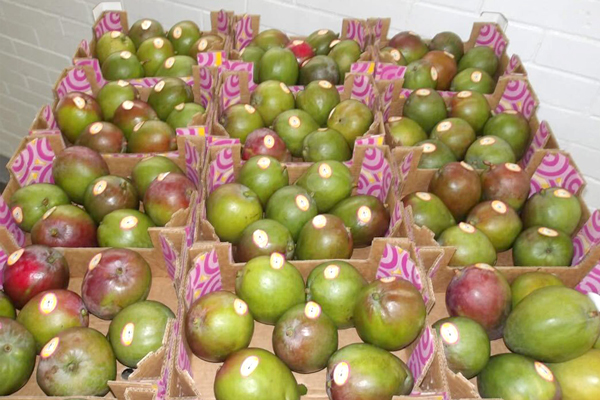 Following recent inclement weather impacting supplies, Freska's Gary Clevenger reports that the mango category should see things getting back to normal by mid-March to early April