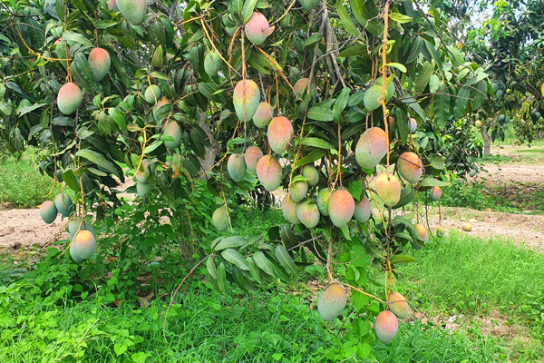 To promote development, Freska has expanded its grower network from the western U.S. through South America while maintaining strong relationships