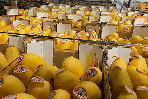 Image: Yellow mangos being placed into shipping boxes