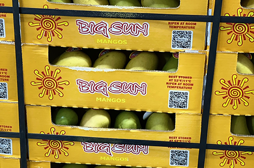 Image: Big Sun boxes loaded with mangos stacked on top of each other