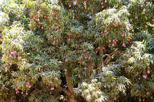 Freska Produce International takes a multi-origin approach to its mango supply, offering volumes from Mexico, Ecuador, Peru, and Brazil